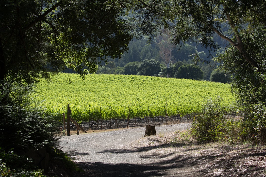 Wild mustard blankets the vine rows between February and early April, one of spring's quiet signature sights above St. Helena.
