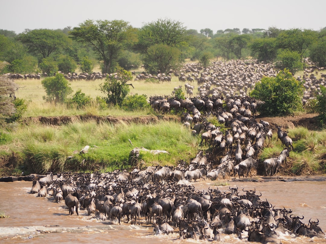 The Wildebeest River Crossing Vigil