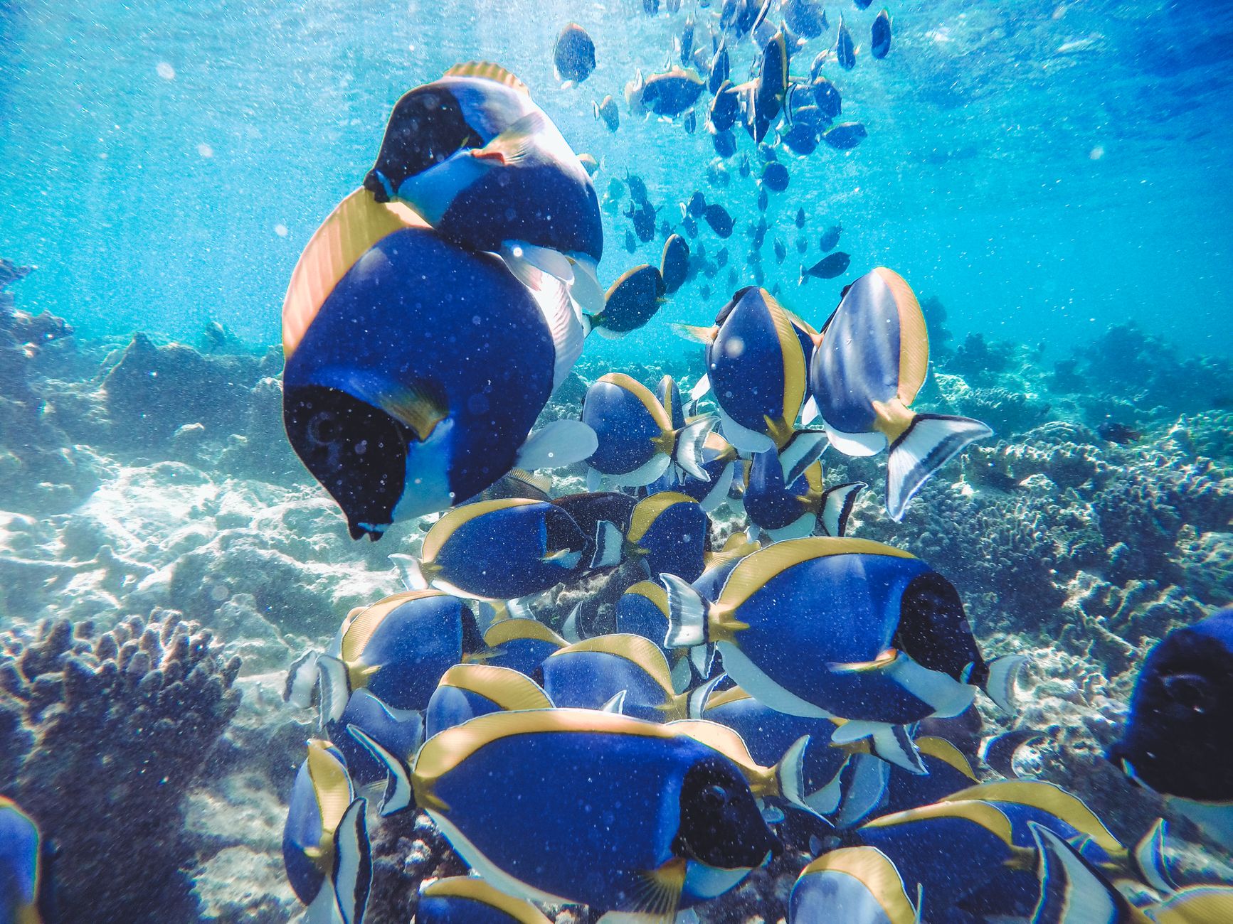 Winter visibility and calm conditions allow snorkelers to safely explore house reefs within minutes of their resort bungalow.