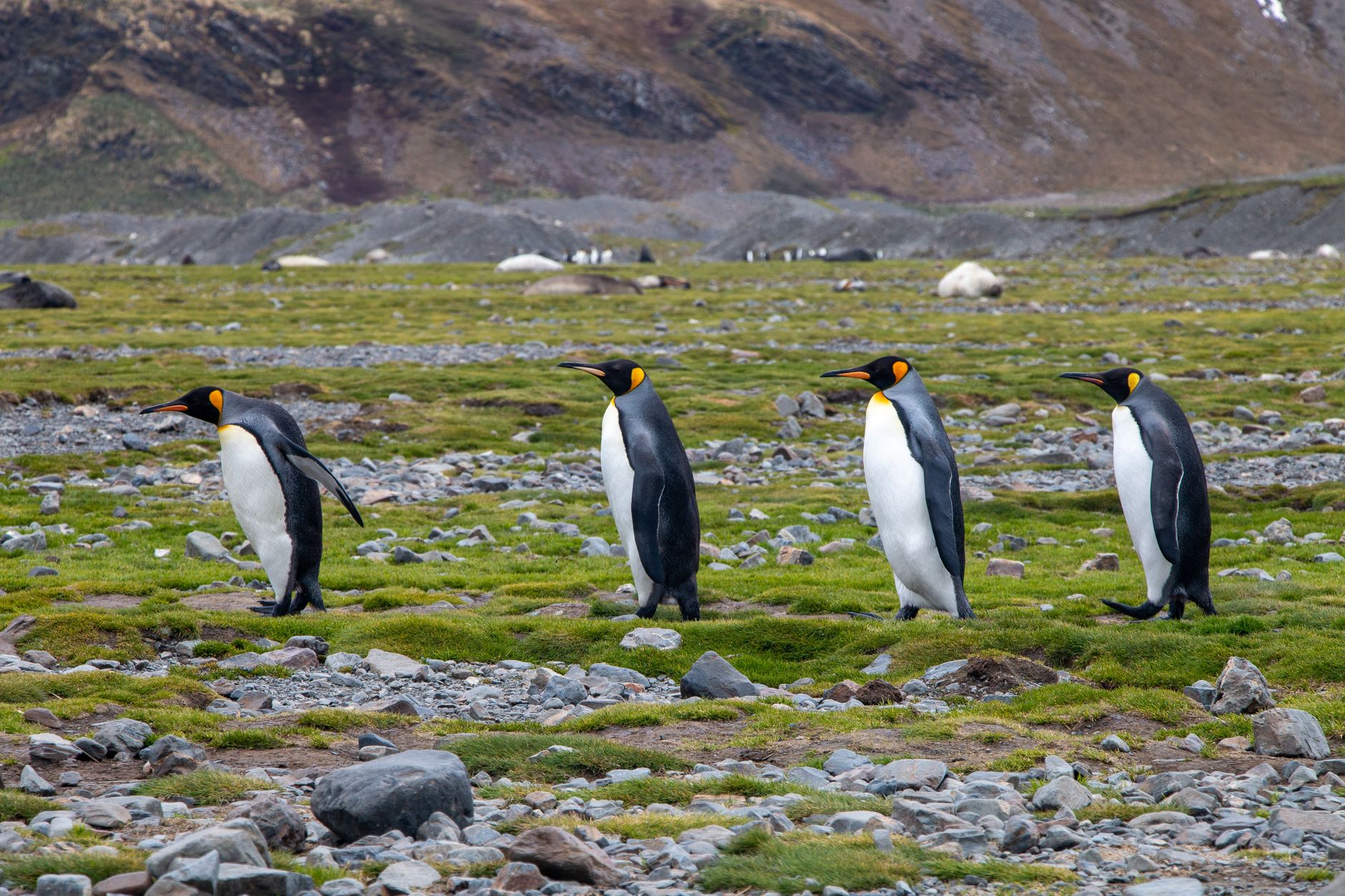 King Haakon Bay: Following the James Caird's Landfall